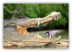 cocodrilo y pajarillo