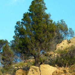 Bosque del Congreso Nacional de Terapia Familiar 2017